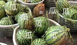 吃瓜娱乐间的作品