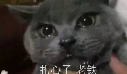 喵酱娱乐吃瓜,揭秘娱乐圈最新吃瓜大事件