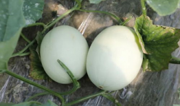 娱乐吃瓜酱玉,揭秘娱乐圈背后的故事与真相