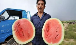 娱乐家吃瓜,揭秘明星们的“吃瓜”日常