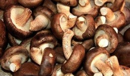 香菇年资料,探寻香菇文化的传承与创新