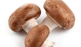 香菇年资料,探寻香菇文化的传承与创新