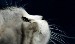 娱乐吃瓜小猫咪小说