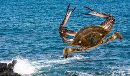 有毒螃蟹图片大全,图鉴警示，安全饮食从识毒开始