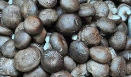 香菇年资料,探寻香菇文化的传承与创新